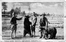 Bear Mascots