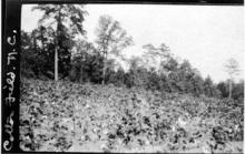 Cotton Field