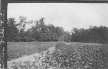 Cotton Field