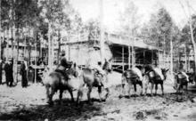 Pack Train