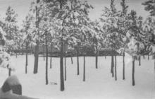 Young Pine Trees, Base Hospital